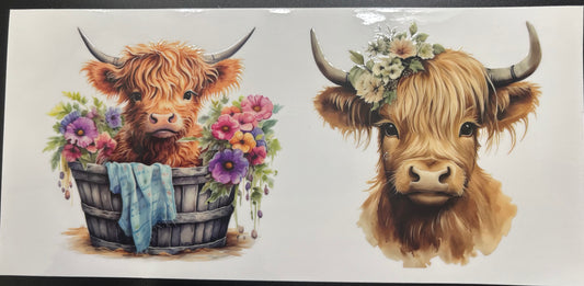 Cows/country